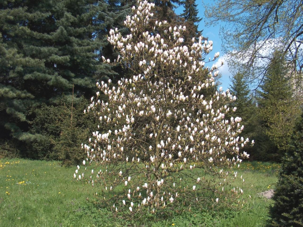 Arboretum Kornik -Wielkopolska