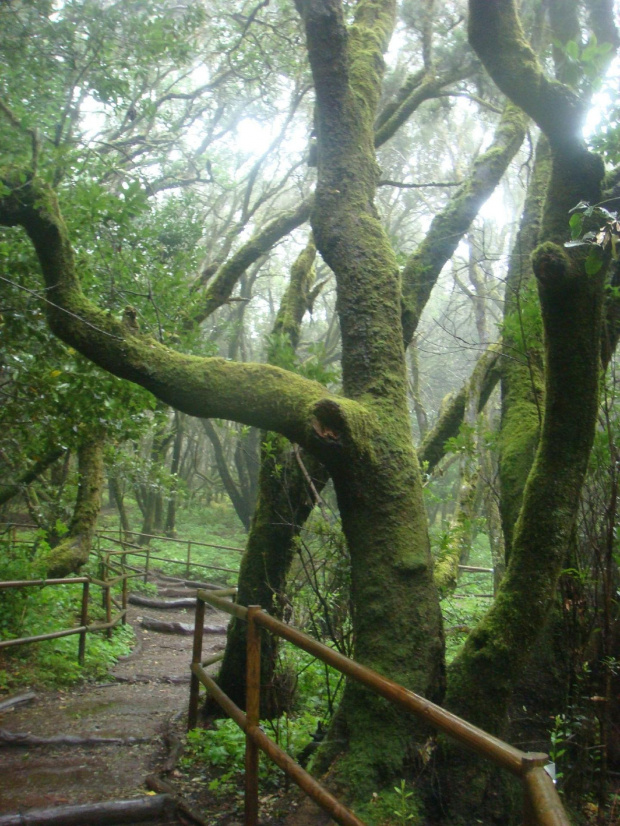 la gomera 8.4.08