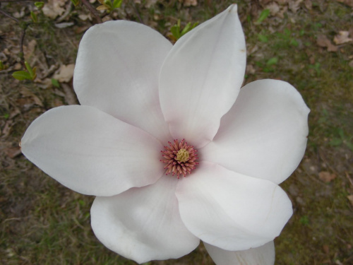 #biel #BiałyKwiat #kwiatek #BiałyKwiatek #ogród #botanika #KolorBiały #BiałyKolor #OgródBotaniczny #OgródBotanicznyWPowsinie #Powsin #KwiatekWPowsinie #KwiatWOgrodzie #KwiatekWOgrodzie #roślina #roślinnośc