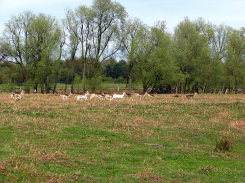 Daniele (Dama dama) - gatunek ssaka z rodziny jeleniowatych #przyroda #natura #krajobraz #drzewa #rośliny #zwierzęta #park #niebo