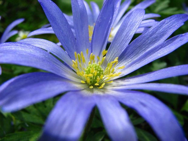 Aster #przyroda #natura #rośliny #botanika #kwiaty #makrofotografia #flora