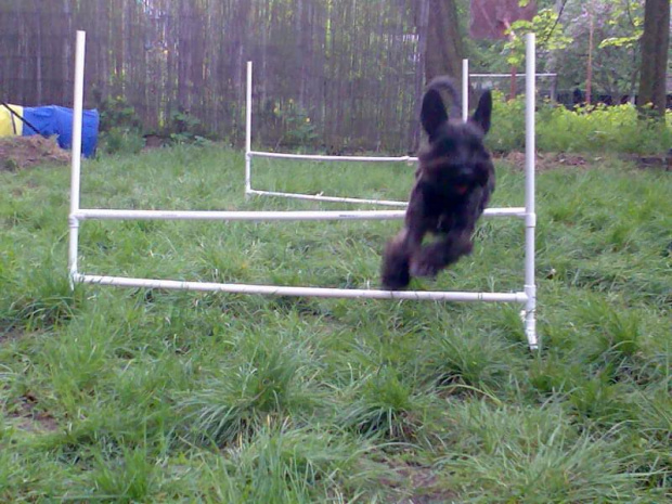 agility #pies