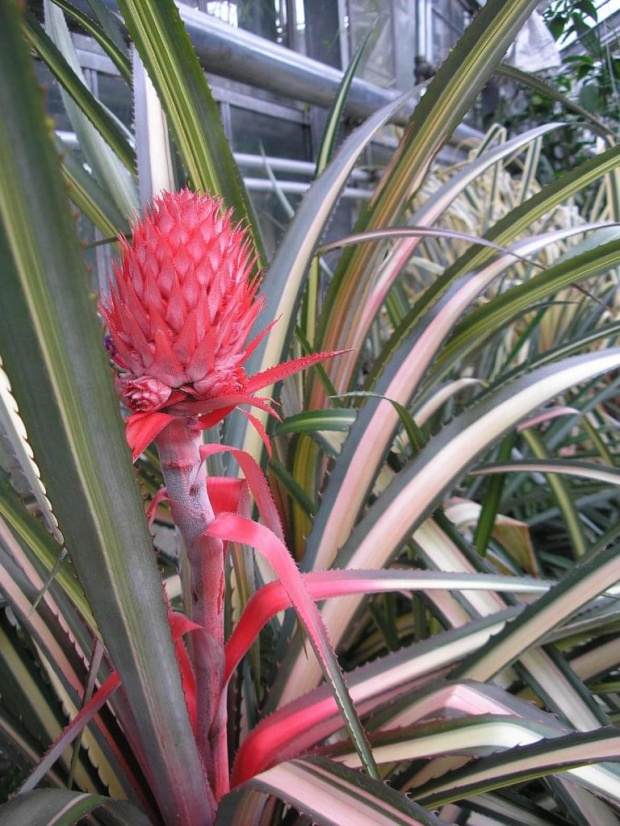 Ananas