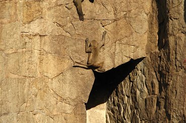 #Małpy #zoo #Wrocław