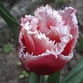 #tulipan #wiosna #kwiat