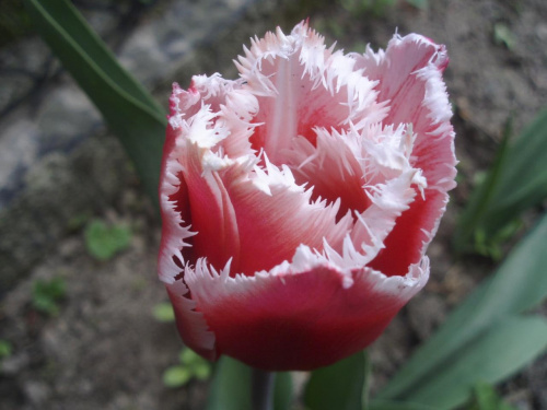 #tulipan #wiosna #kwiat