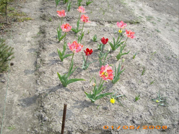 tulipany papuzie