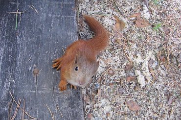 #ciekawe #wiewiórka #zwierzeta