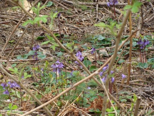 Pawełek i Jasio w Krakowie i Tatrach-maj 2008 z Agatką i Adasiem