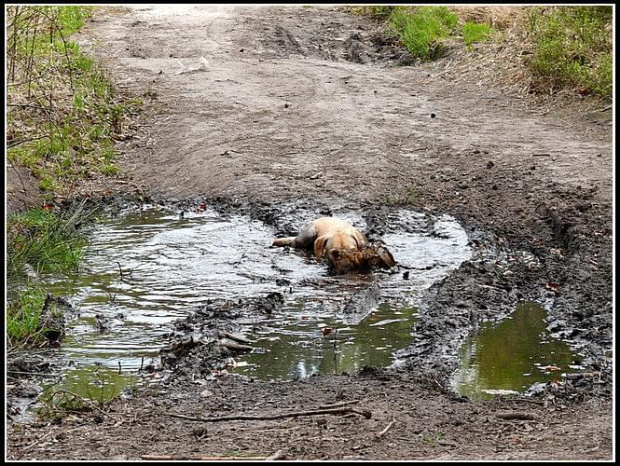 #PiesLabrador