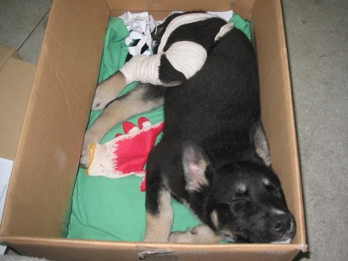 byłam tak mała, że mieściłam się w pudełku :)) i od małego lubiłam spać w przedziwnych pozach #pies #psy #zwierzęta