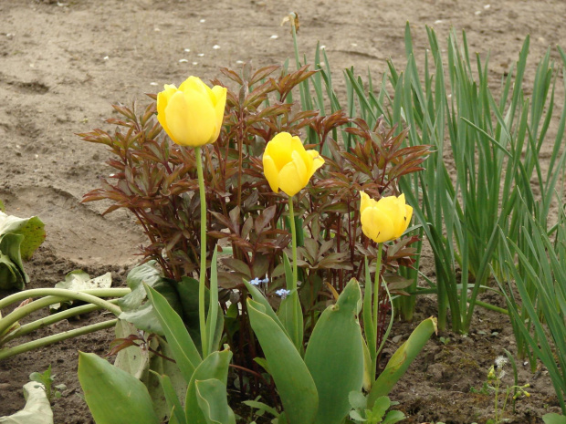 #natura #rośliny #tulipany #kwiaty