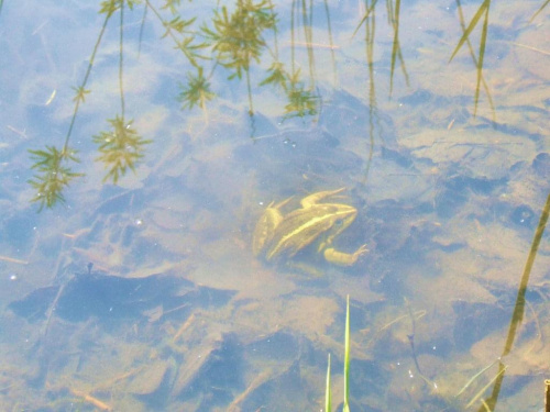 żaba pod wodą