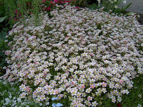 kwiatki w moim ogródku cd