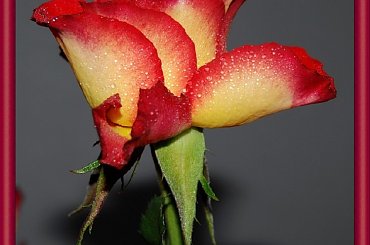 Roze #kwiaty #roze #ogrody #alicjaszrednicka