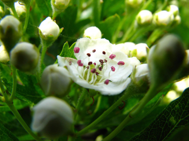 pąki #przyroda #natura #rośliny #botanika #flora #kwiaty