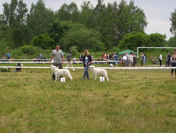 Wystawa psów Bytom