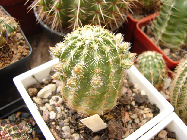 Echinocereus