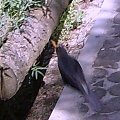 Ten ptaszek też żywi się frytkami.
(Arboretum w Bolestraszycach) #BolestraszyceArboretum