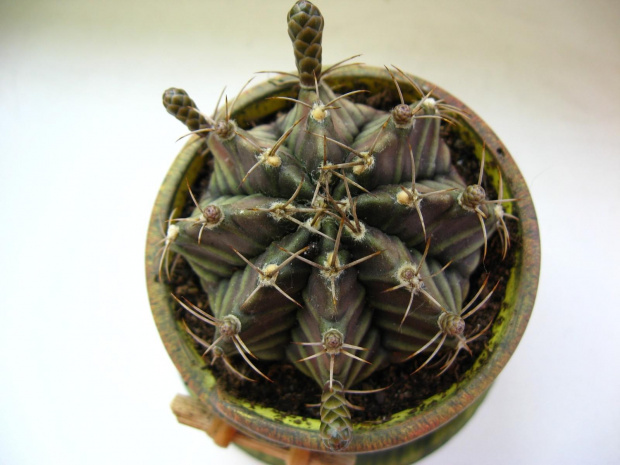 gymnocalycium