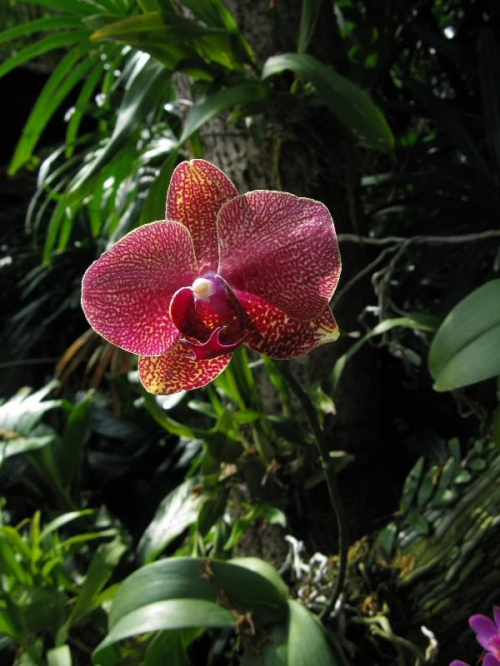 marzec 2008 #kwiaty #Singapur #orchidee #Azja