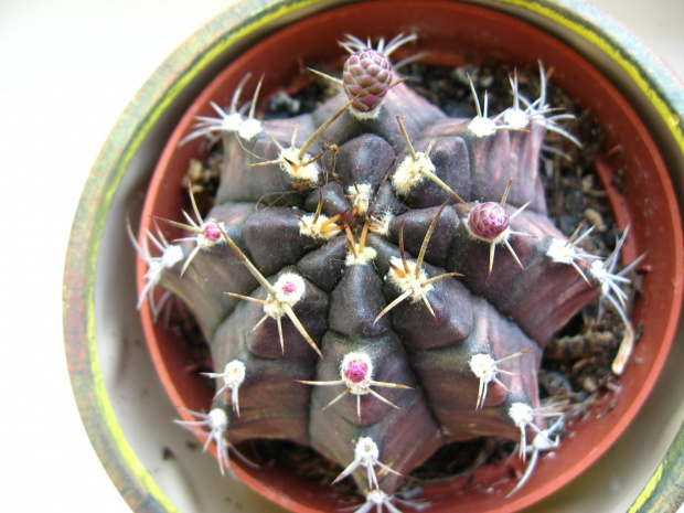 gymnocalycium