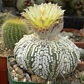 Astrophytum asterias cv supercabuto