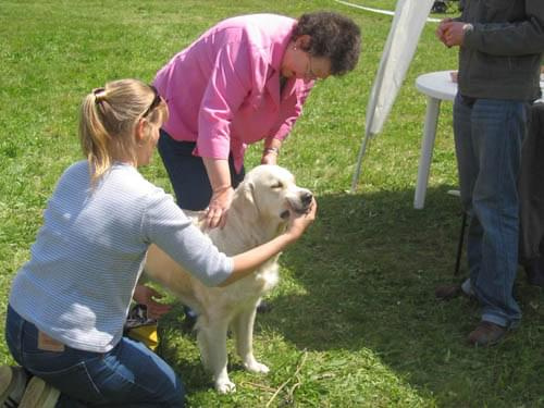 www.zlaty-retriever.unas.cz