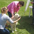 www.zlaty-retriever.unas.cz