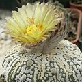 Astrophytum asterias cv supercabuto