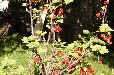 Roślinka #porzeczka