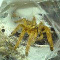 P.Murinus L8