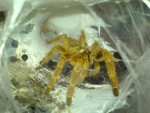 P.Murinus L8