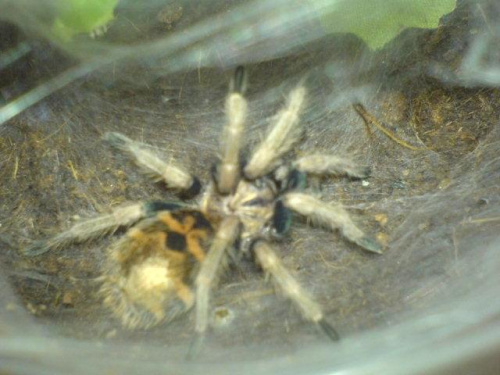 C.Cyaneopubescens L5