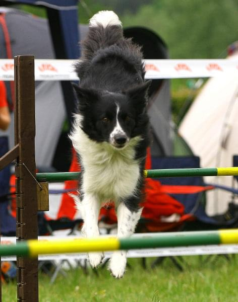 Zawody Agility 24.05.2008 Bydgoszcz PPA