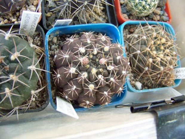 Gymnocalycium quehlianum