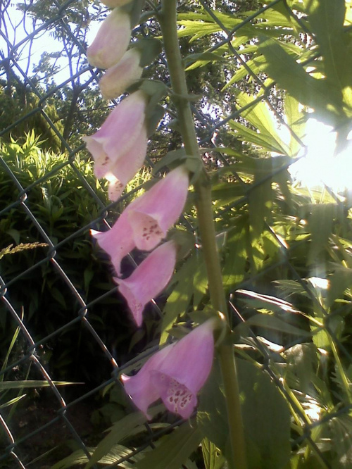 Zakątki w moim ogrodzie.. #kwiaty