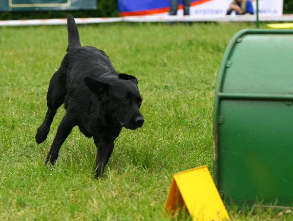 Zawody Agility 24.05.2008 Bydgoszcz PPA