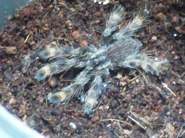 Poecilotheria #poecilotheria