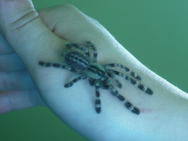 Poecilotheria #poecilotheria