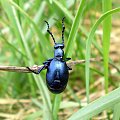 Oleica fioletowa - Meloe violaceus ; w wersji XXL . Data : 20.04.2008. Miejscowość : Piaski Wielkopolskie .