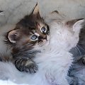 zbliżenia koteczki syberyjskiej szylkretowej Lukrecji ur.26.04.2008 #kocięta #kociaki #Lukrecja #syberyjski #sib