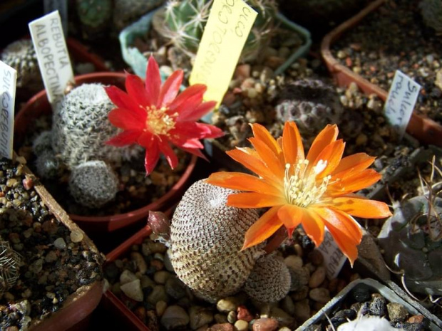 Rebutia albopectinata i Rebutia heliosa