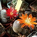 Rebutia albopectinata i Rebutia heliosa