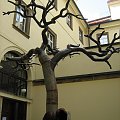 Praga - stalowe drzewo