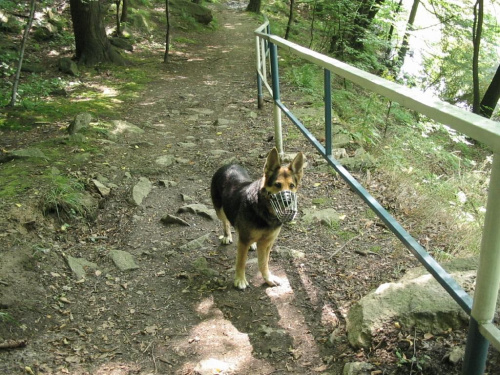 Astra - jej ostatnie wakacje :( #pies #psy #zwierzęta #góry #wycieczki