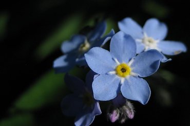 Próbuję i próbuję, ale z tego sprzętu więcej nie da się wycisnąć :)) #łąka #niezapominajki