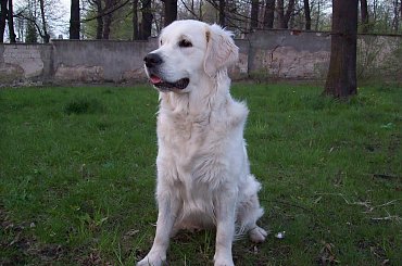 super psina i to dziewczyna #GoldenRetriver