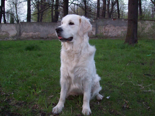 super psina i to dziewczyna #GoldenRetriver