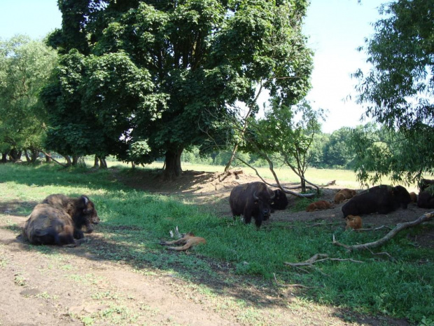 KUROZWĘKI - Bizony